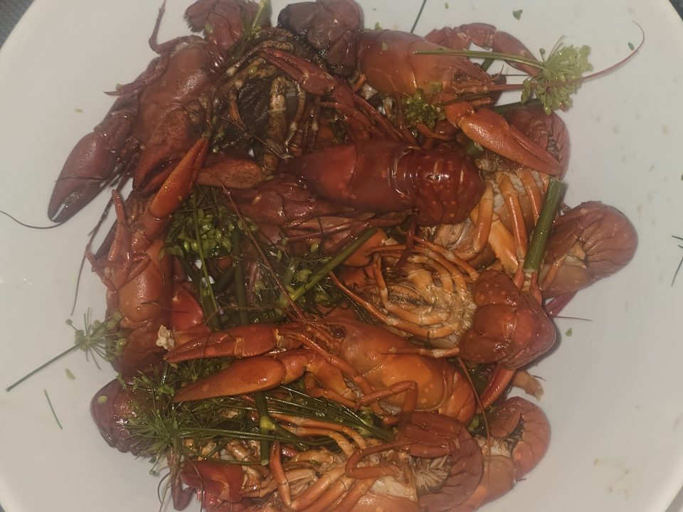 Vasaras piedzīvojumu konkurss 2025.