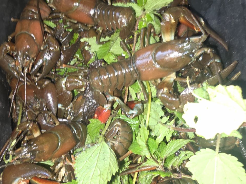 Vasaras piedzīvojumu konkurss 2025.