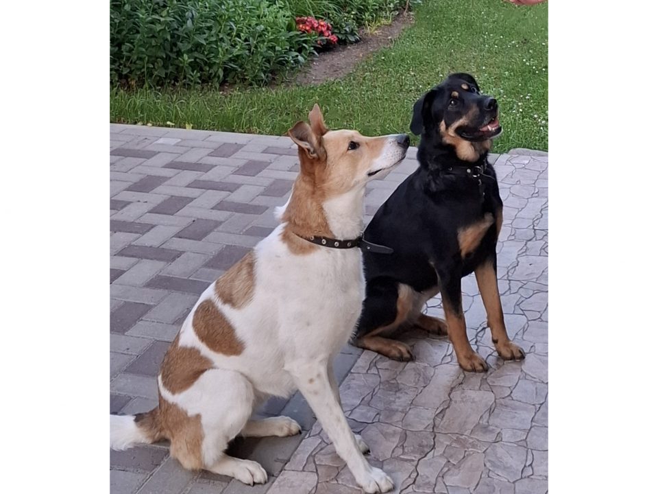 Vasaras piedzīvojumu konkurss 2025.